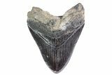 Fossil Megalodon Tooth (Polished Tip) - Georgia #151546-1
